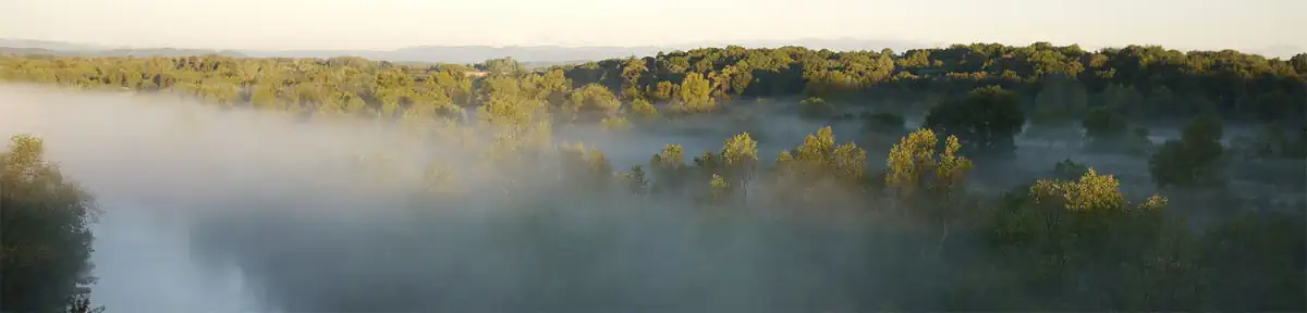 Le fil de soie (brume matinale)