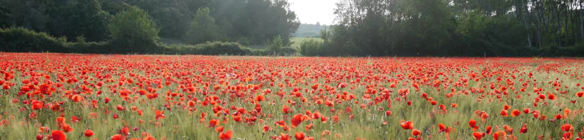 Bandeau Le fil de soie (coquelicots)